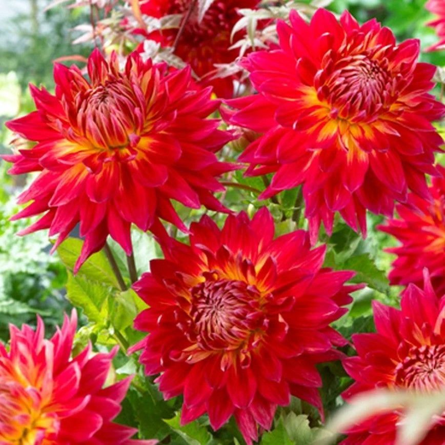 Aynı Yıl Çiçek Açan İri Çiçekli M. Island Dahlia Yumrusu (1 adet)