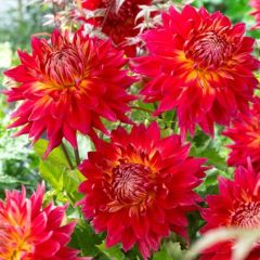 Aynı Yıl Çiçek Açan İri Çiçekli M. Island Dahlia Yumrusu (1 adet)