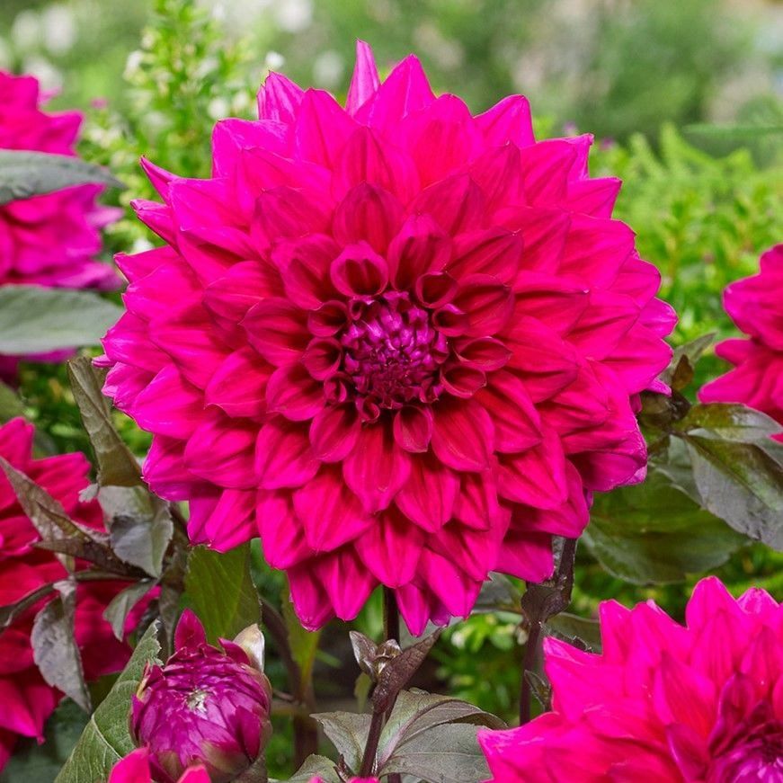 Aynı Yıl Çiçek Açan İri Çiçekli E. Matador Dahlia Yumrusu (1 adet)