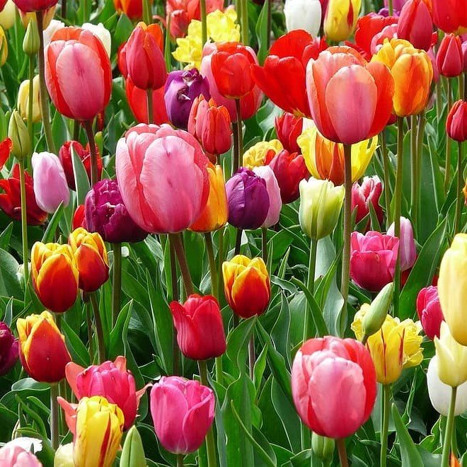 İthal Özel Seri Kafara Joy of Spring Lale Soğanı(4 Soğan)