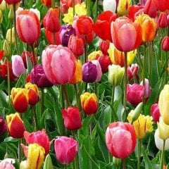 İthal Özel Seri Kafara Joy of Spring Lale Soğanı(4 Soğan)