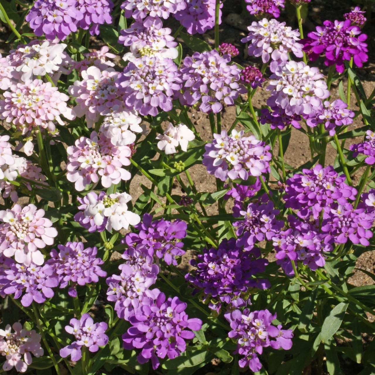 Candytuf İberis Çiçeği Tohumu (200 adet)