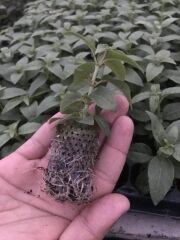 Koleksiyonluk Nadir Peachy XXL İri Çiçekli Küpe Çiçeği Fidesi (1 adet)
