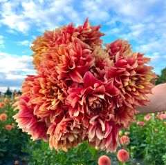 Aynı Yıl Çiçek Açan İri Çiçekli Dazzling Sun Dahlia Yumrusu (1 adet)