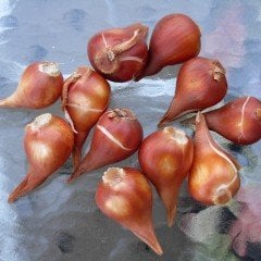 İthal Özel Sunny Prince İri Özel Lale Soğanı (5 Soğan)