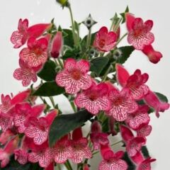 Koleksiyonluk Manchu Kohleria Japon Küpelisi Çiçeği Fidesi (Mini Saksıda)