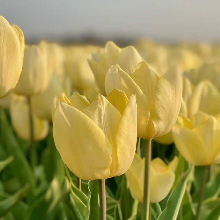 İthal Özel Sunny Prince İri Özel Lale Soğanı (5 Soğan)