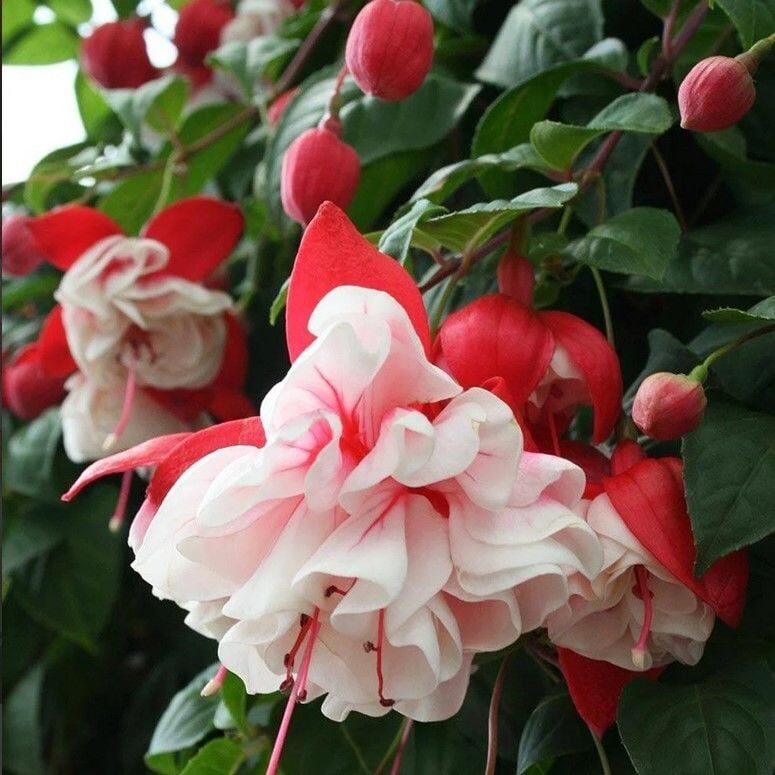 Sarkan Dev Çiçekli Fuchusia Swingtime 2XL Katmerli Küpeli Küpe Çiçeği Fidesi (1 adet)