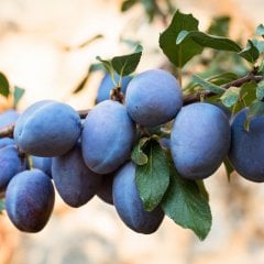 Tüplü Geleneksel Mürdüm Eriği Fidanı