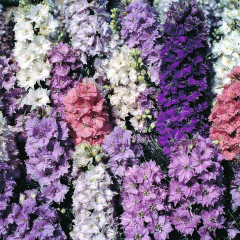 Hezaren Çiçeği (Delphinium) Süvari Mahmuzu Çiçeği (450 tohum)