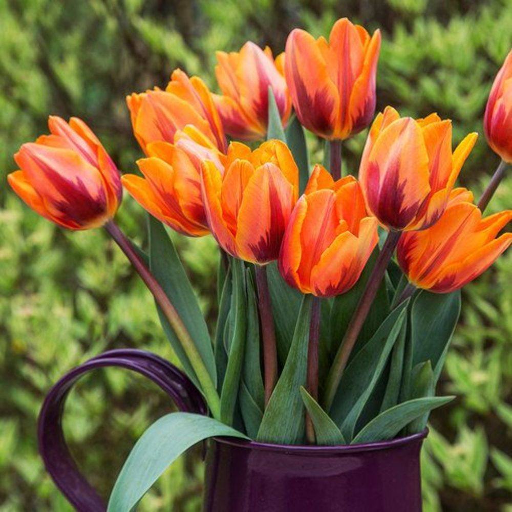 İthal Özel Princess İrene Lale Soğanı (5 Soğan)