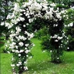 Tüplü Kokulu Yediveren Bride Crown Beyaz Sarmaşık Gül Fidanı(120-200 CM)