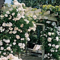 Tüplü Kokulu Yediveren Bride Crown Beyaz Sarmaşık Gül Fidanı Soğuklara Dayanıklı