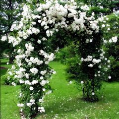 Tüplü Kokulu Yediveren Bride Crown Beyaz Sarmaşık Gül Fidanı Soğuklara Dayanıklı