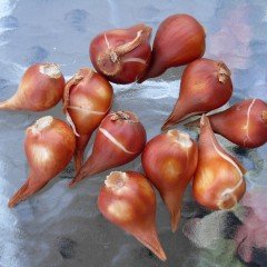 İthal Özel Negrita Lale Soğanı (5 Soğan)