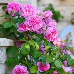 Tüplü Kokulu Pink Quen Pembe Renkli Sarmaşık Gül Fidanı