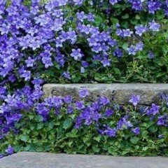Rock Cress Aubrieta Karışık Renkli Obrizya Çiçeği Tohumu (100 tohum)