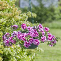 Tumbelina Helena Kokulu Katmerli Sarkıcı Petunya Çiçeği Fidesi (1 Adet)