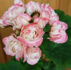 Koleksiyonluk Denise Appleblossom Gül Sardunya Çiçeği Fidesi (1 adet)