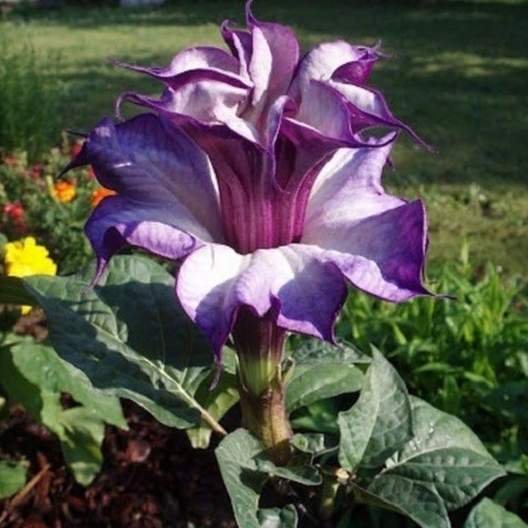 Katmerli Mor Brugmansia Çiçeği Tohumu (5 tohum)