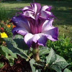 Katmerli Mor Brugmansia Çiçeği Tohumu (5 tohum)