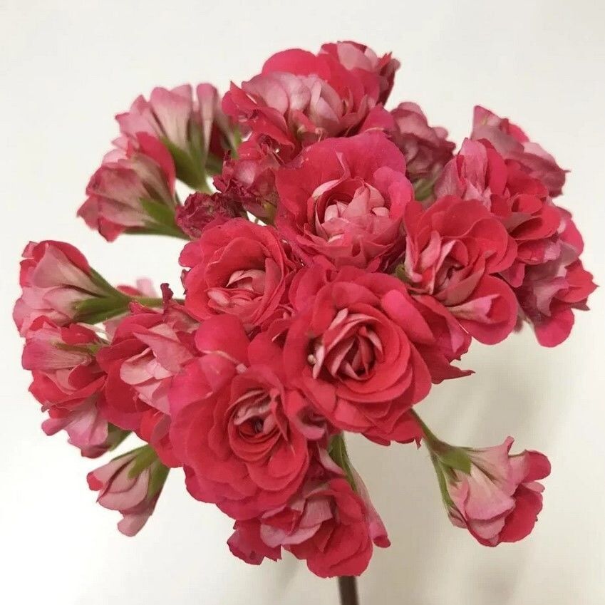 Koleksiyonluk Pink Rambler Katlı Çiçekli Olan Gül Sardunya Çiçeği Fidesi (1 adet)