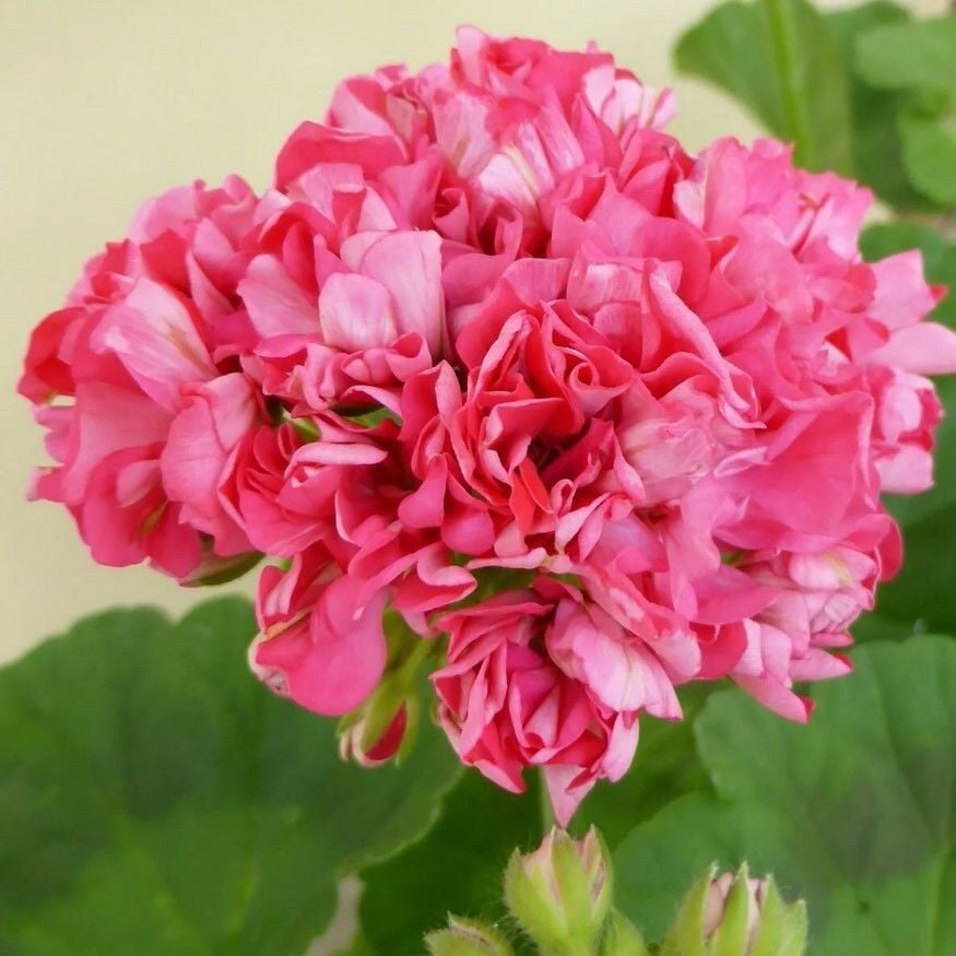 Koleksiyonluk Sister Henry Katlı Çiçekli Olan Gül Sardunya Çiçeği Fidesi (1 adet)