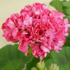 Koleksiyonluk Sister Henry Katlı Çiçekli Olan Gül Sardunya Çiçeği Fidesi (1 adet)