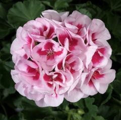 İri İçekli Semi Double White Splash Sardunya Çiçeği Fidesi (1 adet)