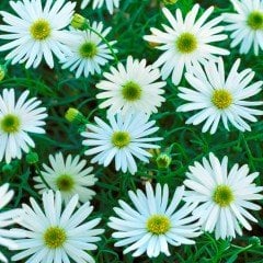 White Splendour Brachycome Çiçeği Tohumu (200 tohum)