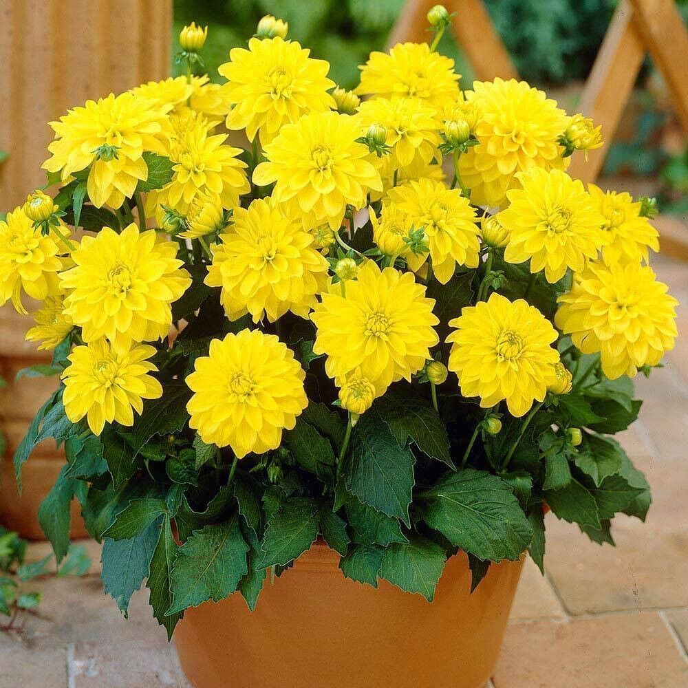 İri Çiçekli Lubega Power Yellow Dahlia Çiçeği Fidesi (1 adet)