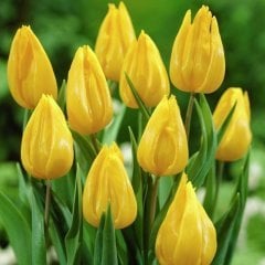 İthal Özel Yellow Flight Lale Soğanı (5 Soğan)