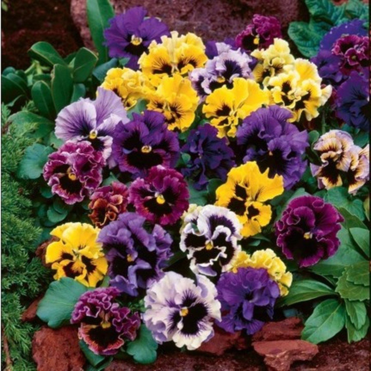 Karışık Renkli Dev Menekşe(Viola) Çiçeği Tohumu(50 tohum)