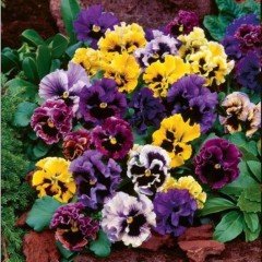 Karışık Renkli Dev Menekşe(Viola) Çiçeği Tohumu(50 tohum)