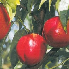 Tüplü Morsianna Nektarin Fidanı
