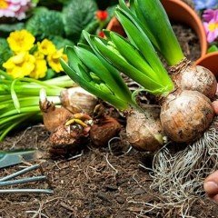 İthal Yoğun Kokulu Pallas Beyaz Çiçekli Sümbül Soğanı (3 adet)