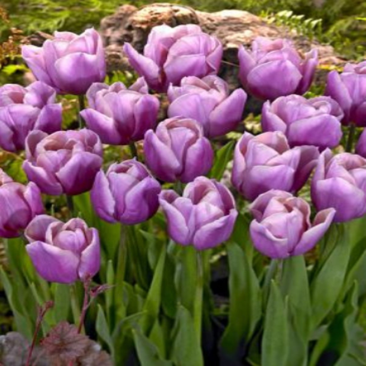 Holland Beauty Lale Soğanı (5 adet)