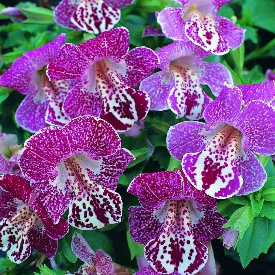 Mimulus Monkey Çiçeği Tohumu(100 tohum)