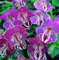 Mimulus Monkey Çiçeği Tohumu(100 tohum)