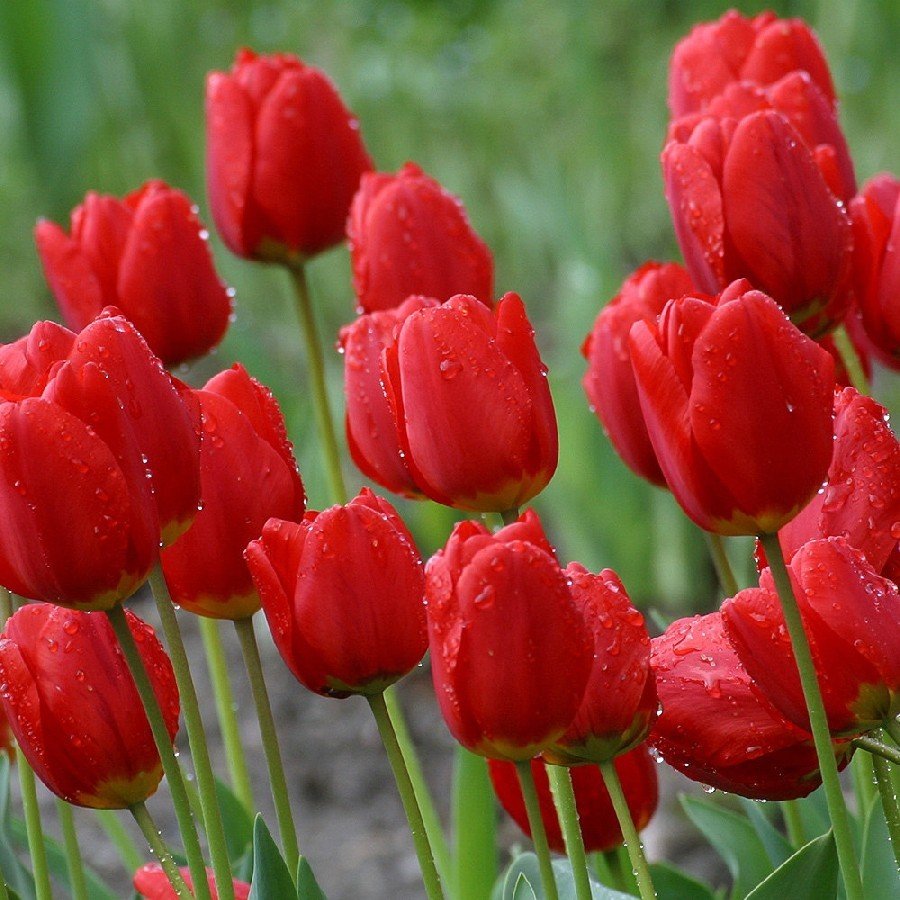 Red İmpression Lale Soğanı (5 adet)