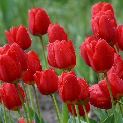 Red İmpression Lale Soğanı (5 adet)