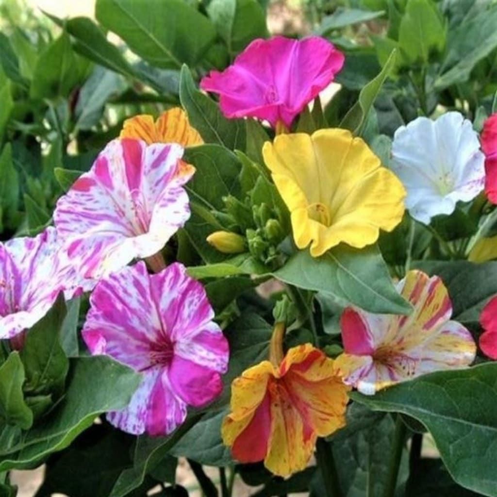 Karışık Renkli Çin Çan Çiçeği Tohumu (50 tohum)