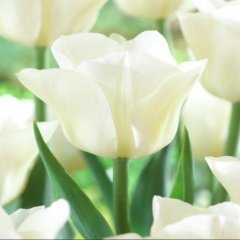 Agrass Beyazı Lale Soğanı (5 adet)