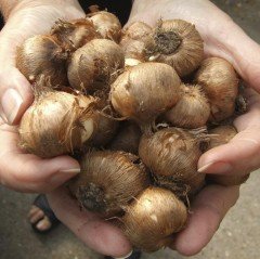 Crocus Mixed Karışık Renkli Çiğdem Soğanı(100 adet)