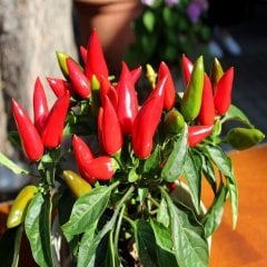 Salsa Red Acı Biber Fidesi (5 adet)
