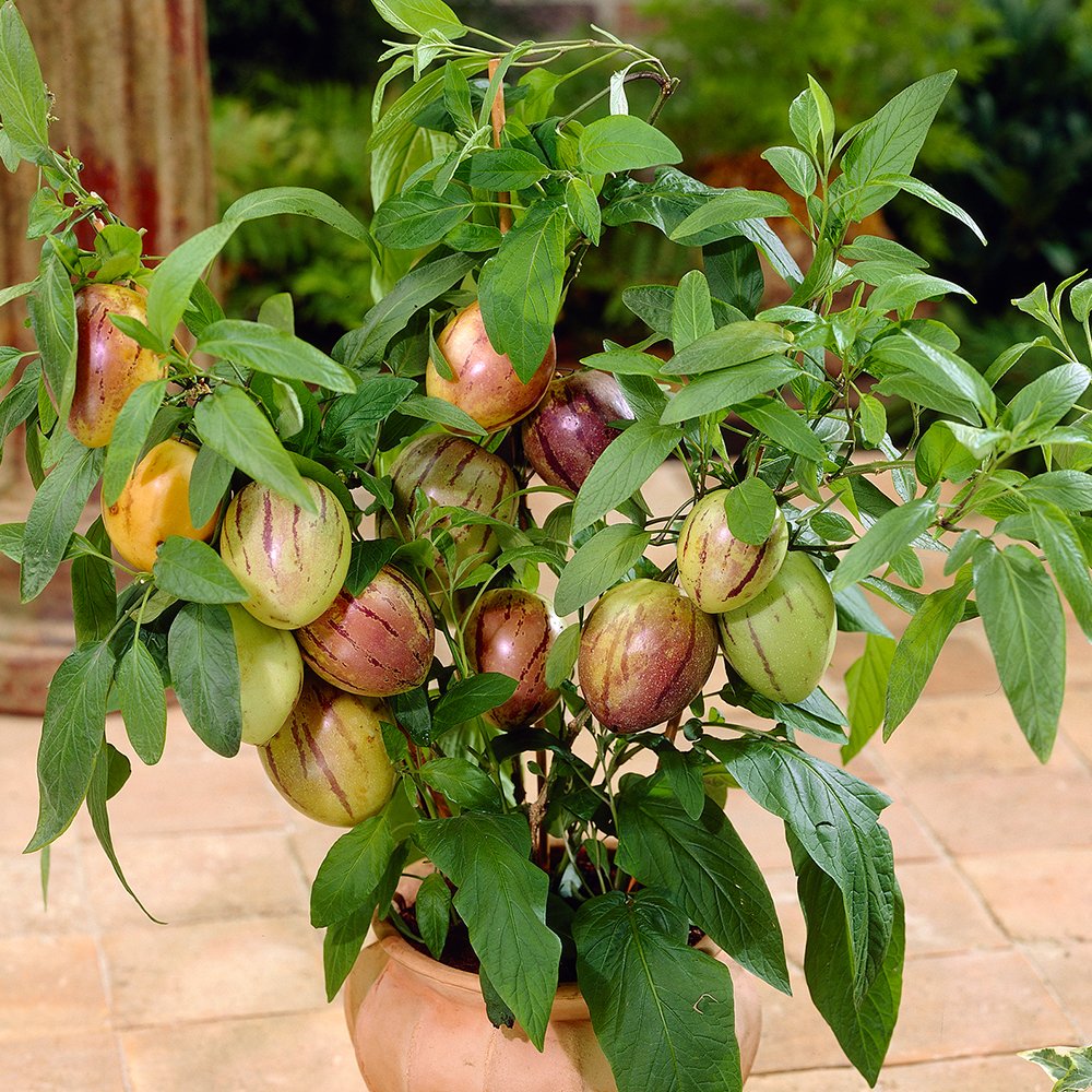 Tüplü Salkım Meyveli Pepino Fidanı