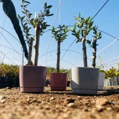 Mor Lüx Saksıda Hediyelik Minyatür Bonsai Zeytin Fidanı (Ücretsiz Kargo)