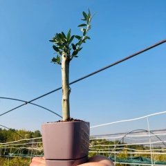 Mor Lüx Saksıda Hediyelik Minyatür Bonsai Zeytin Fidanı (Ücretsiz Kargo)