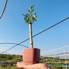Pembe Lüx Saksıda Hediyelik Minyatür Bonsai Zeytin Fidanı (Ücretsiz Kargo)