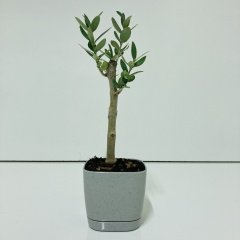 Gri Lüx Saksıda Hediyelik Minyatür Bonsai Zeytin Fidanı (Ücretsiz Kargo)